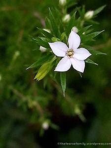 miniature flower