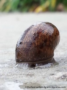 snail pic